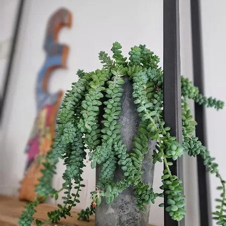 Casa Mafalda Oda ve Kahvaltı 3*